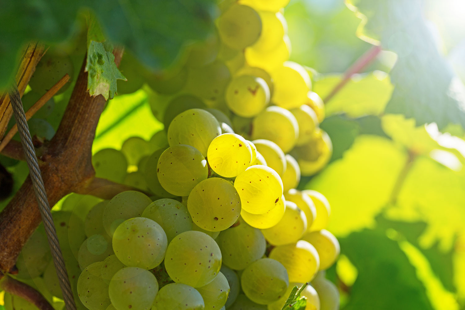Une grappe de raisin venant des vignes de la Maison Martel, nécessaire à la création du Champagne de la maison. 